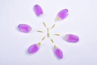 Dissection d'une fleur de Tulipe - Diagramme floral